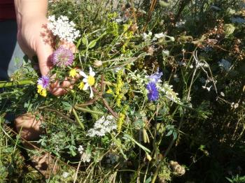 Bloemen en kruiden in de insectenrand